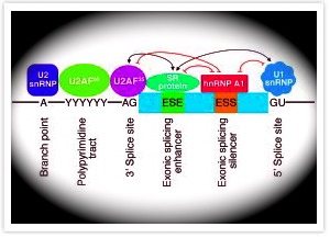 Genes and Genetics