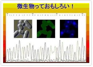 Microbiology 3